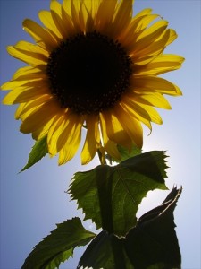 slnecnica-1.jpg